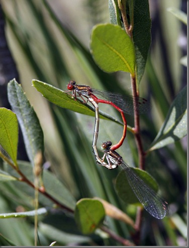 10_07_03_new_forest_144_small_red_damselfly