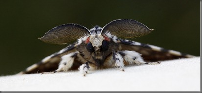 10_07_27_longfield_146_black_arches