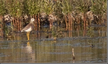 10_07_15_white_tailed_plover_036