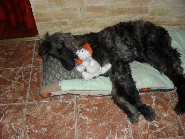 Alisha%20002.jpg