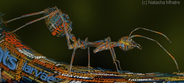 ant flat copy ant flat copy