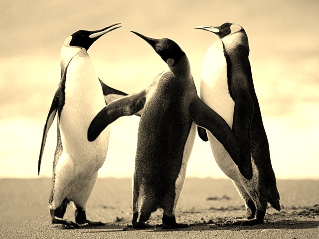 [Penguins[8].jpg]
