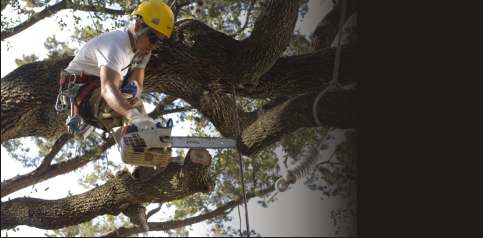 tree pruning trimming