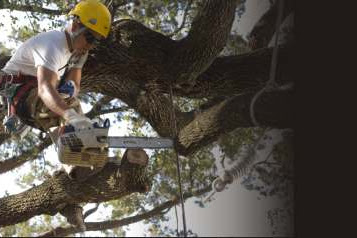 certified tree care austin reviews