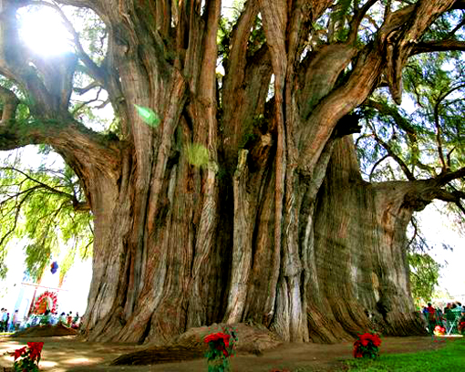 Cypress Trees Of Central Texas Montezuma Cypress Tule Tree Jpg