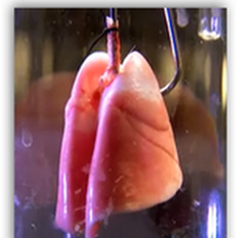 Replacing And Growing Body Parts– Scaffolds Revealed With Regenerative Medicine(Video)