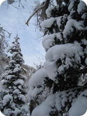 Snowy Tree in Mill Creek Canyon Snowy Tree in Mill Creek Canyon