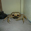 giant land crab