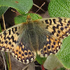 Mountain Fritillary Butterfly