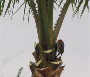 gold fronted woodpecker