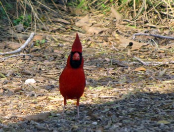 Cardinal [800x600]