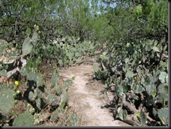 cactusgarden