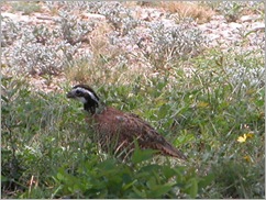 bobwhite quail - Copy