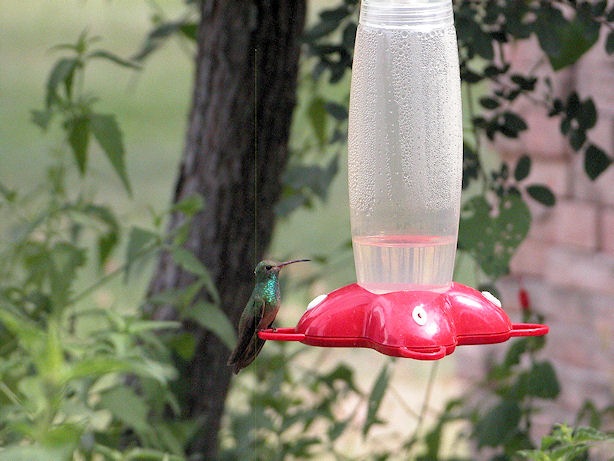 [hummingbird3[3].jpg]