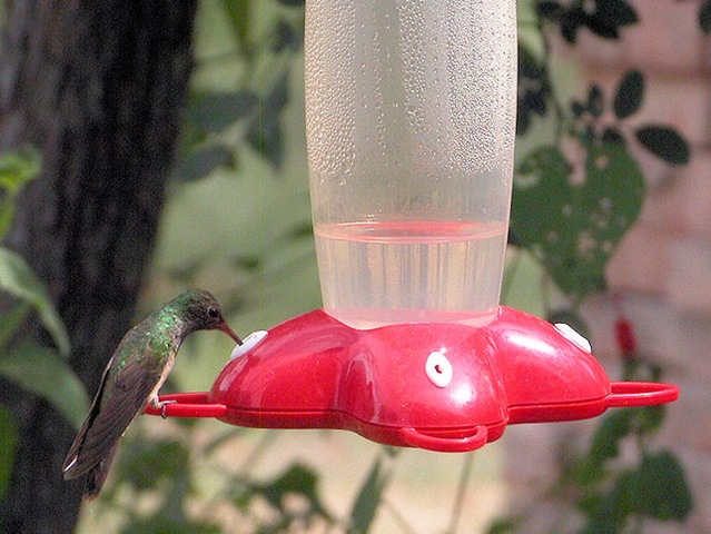 [hummingbird4[3].jpg]