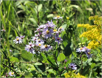 purpleflowersicesp