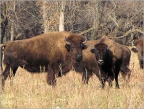 buffalo3