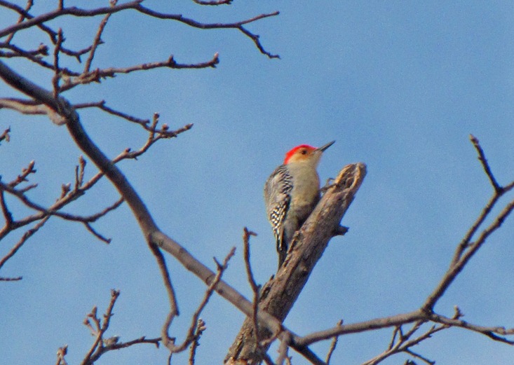 [woodpecker[5].jpg]
