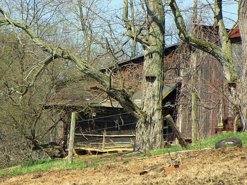 [old shed in spring[4].jpg]