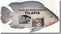 Grow-out production of Tilapia