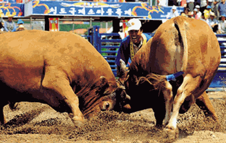 Cheongdo Bullfighting Festival 04