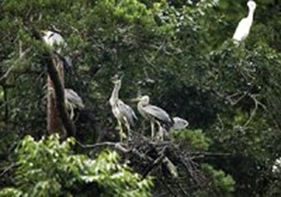 Uiseong Gray Heron Habitat