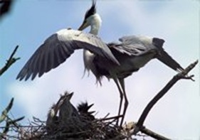 Uiseong Gray Heron Habitat 01