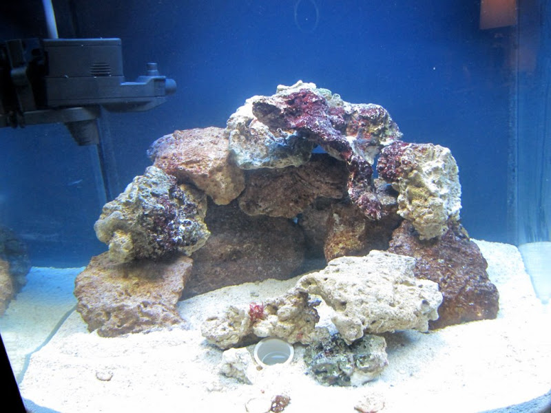 A year and change in the life of my 28 gallon nanocube - Blogs - Reef ...