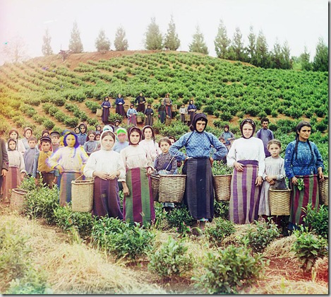 Group of workers harvesting tea. Greek women, Chakva; between 1905 and 1915
Sergei Mikhailovich Prokudin-Gorskii Collection (Library of Congress).