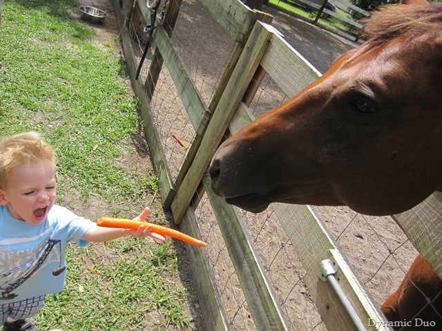 [gus tells the horse to open up, then claps when he eats his carrot! (2)[3].jpg]