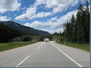 Wildlife Crossing Bridge