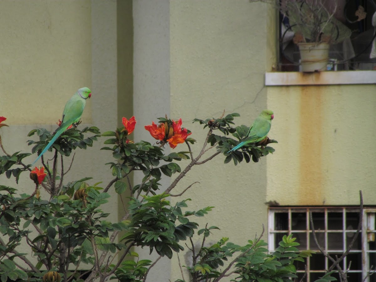 Rose ringed parakeet