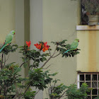 Rose ringed parakeet