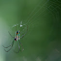 Orchard Spider