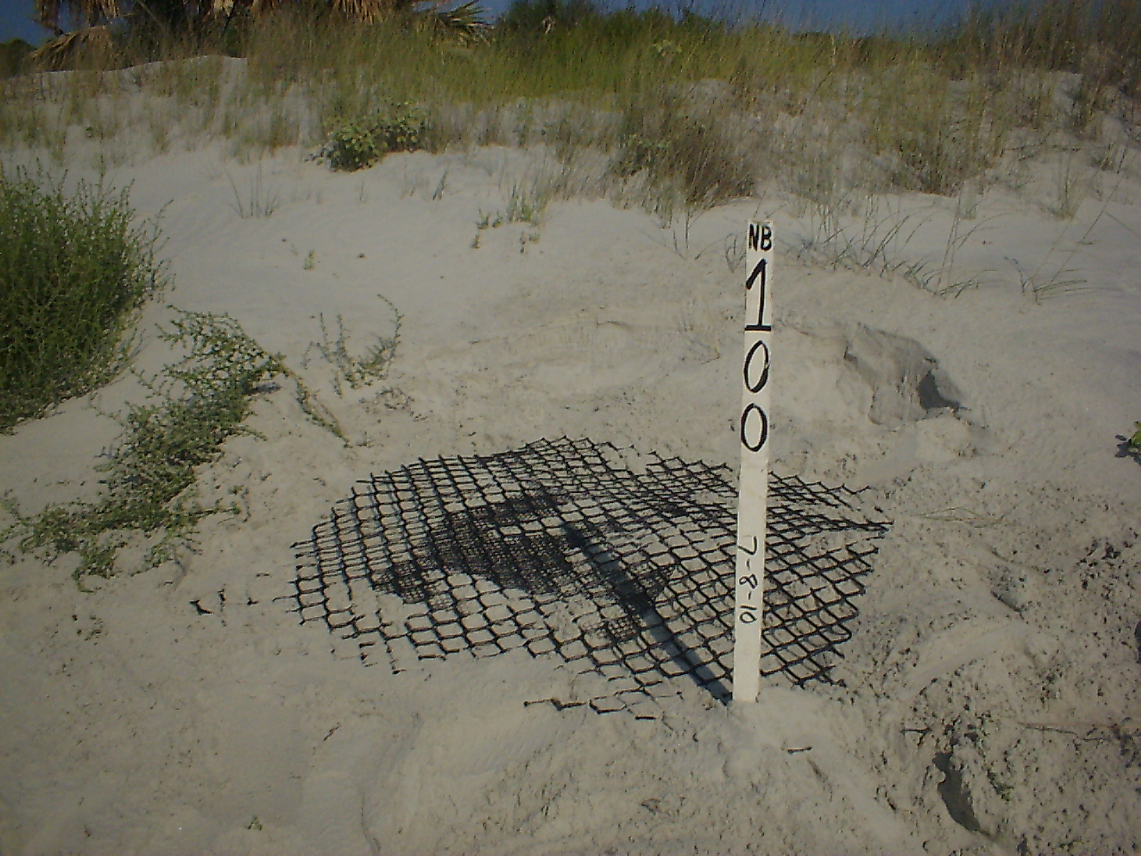 awesome-ossabaw-100-nests-on-north-beach