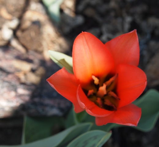 [tulip1[2].jpg]