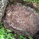 Carpenter ant colony