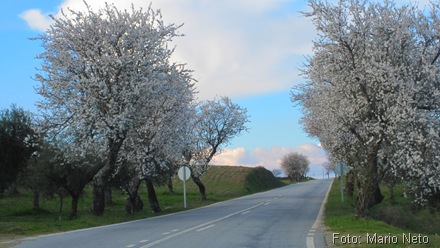 Estrada com amendoeiras carregadas de flores