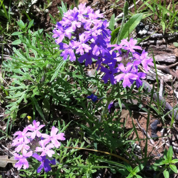 Rose Vervain Project Noah