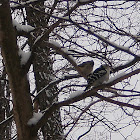 Tufted Titmouse and Downy Woodpecker