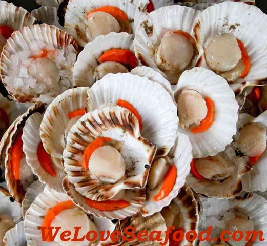 [Scallops_Recipes_Page[2].jpg]