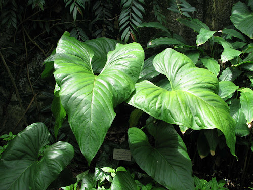 Anthurium.dsc.jpg