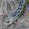 Western Gopher Snake