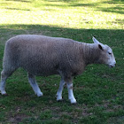 Ewe (sheep)