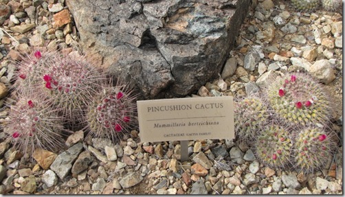 Desert Museum - easy way to learn the names of the plants