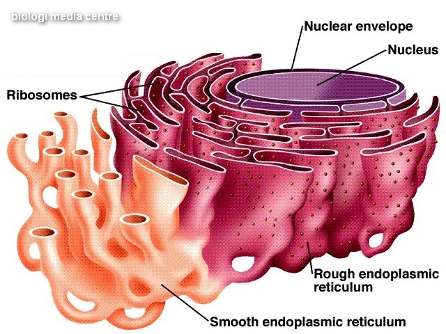 [endoplasmic_reticulum[4].jpg]