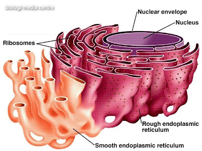 [endoplasmic_reticulum[4].jpg]