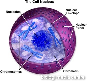 [cell nucleus[6].jpg]