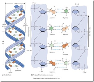  Materi Genetis : ADN dan ARN