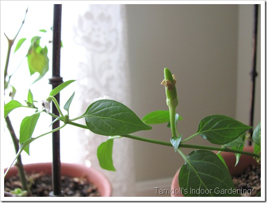 Tamdoll's Indoor Pepper Plants